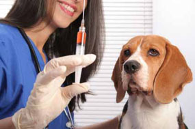 חיסון נגד כלבת